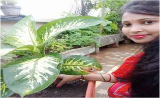 Plantation (ek chatra ek vraksha)