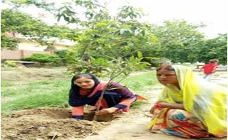 Plantation (ek chatra ek vraksha)